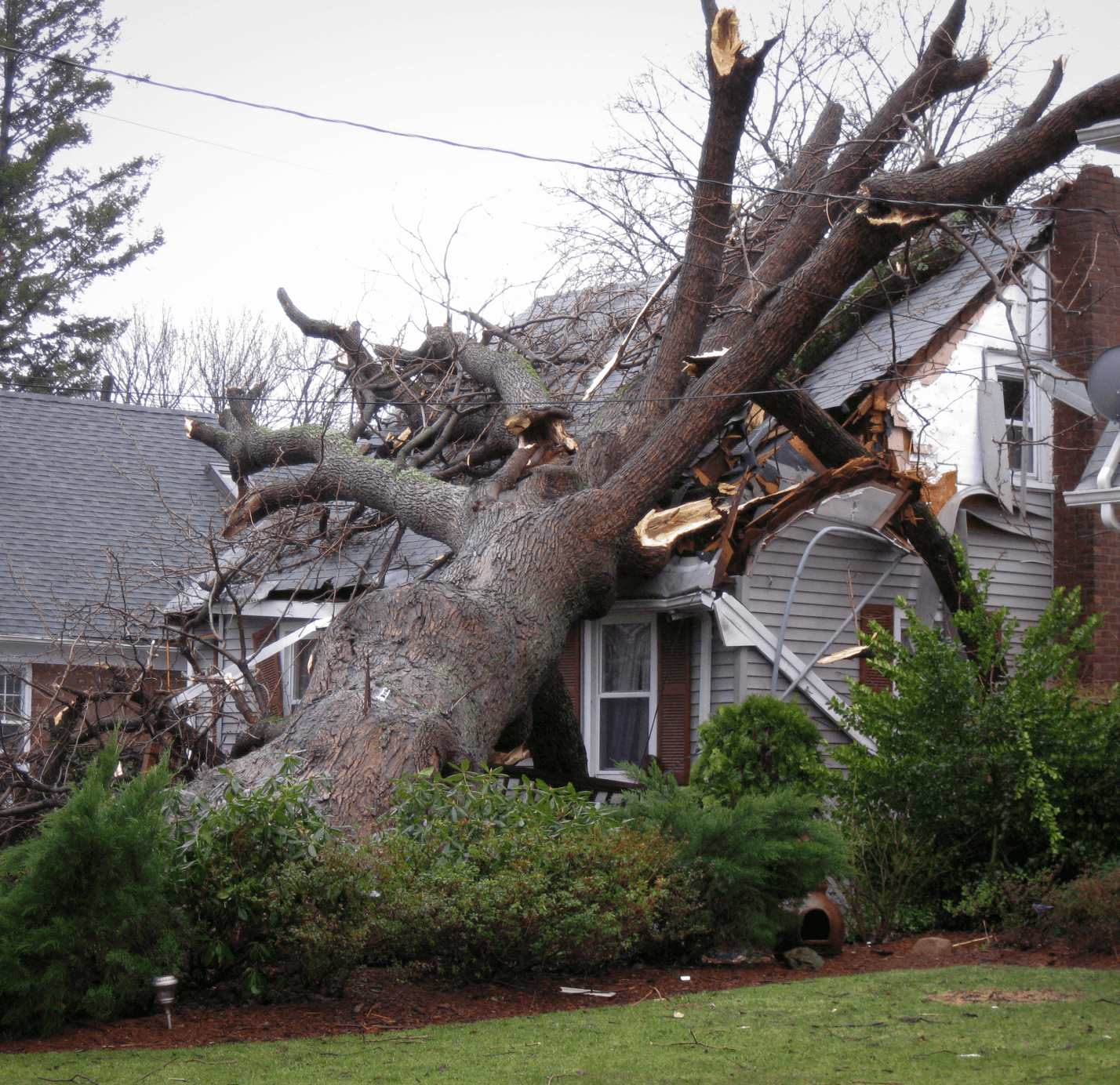 tree Damage | Willingboro NJ